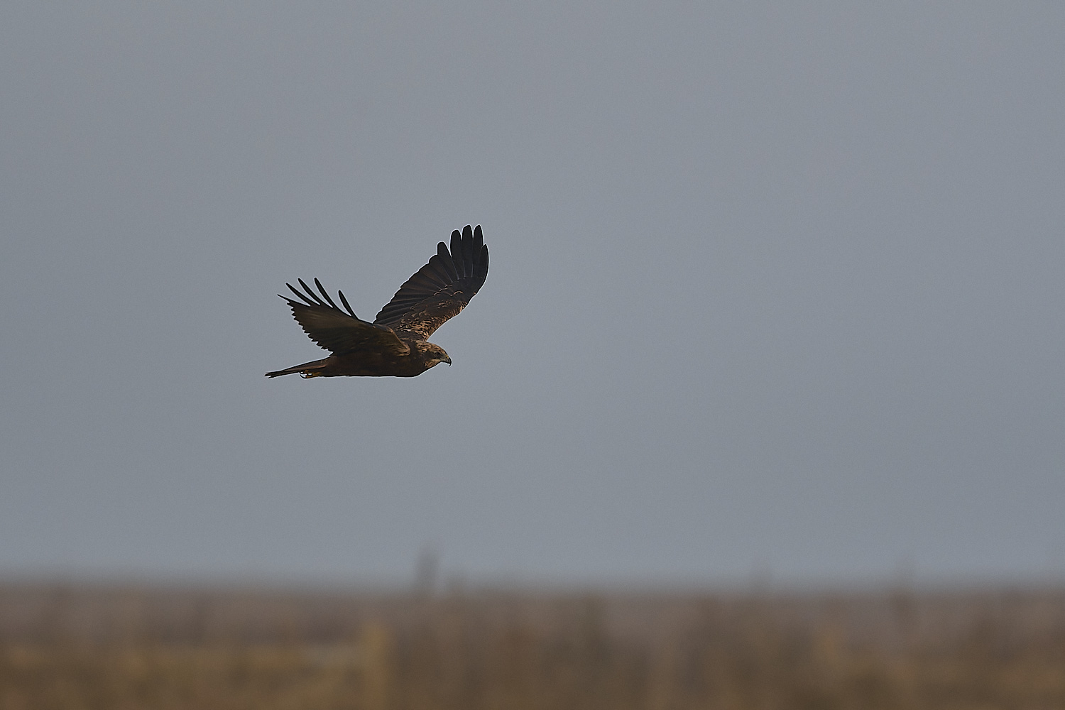 CleyMarshHarrier041224-1