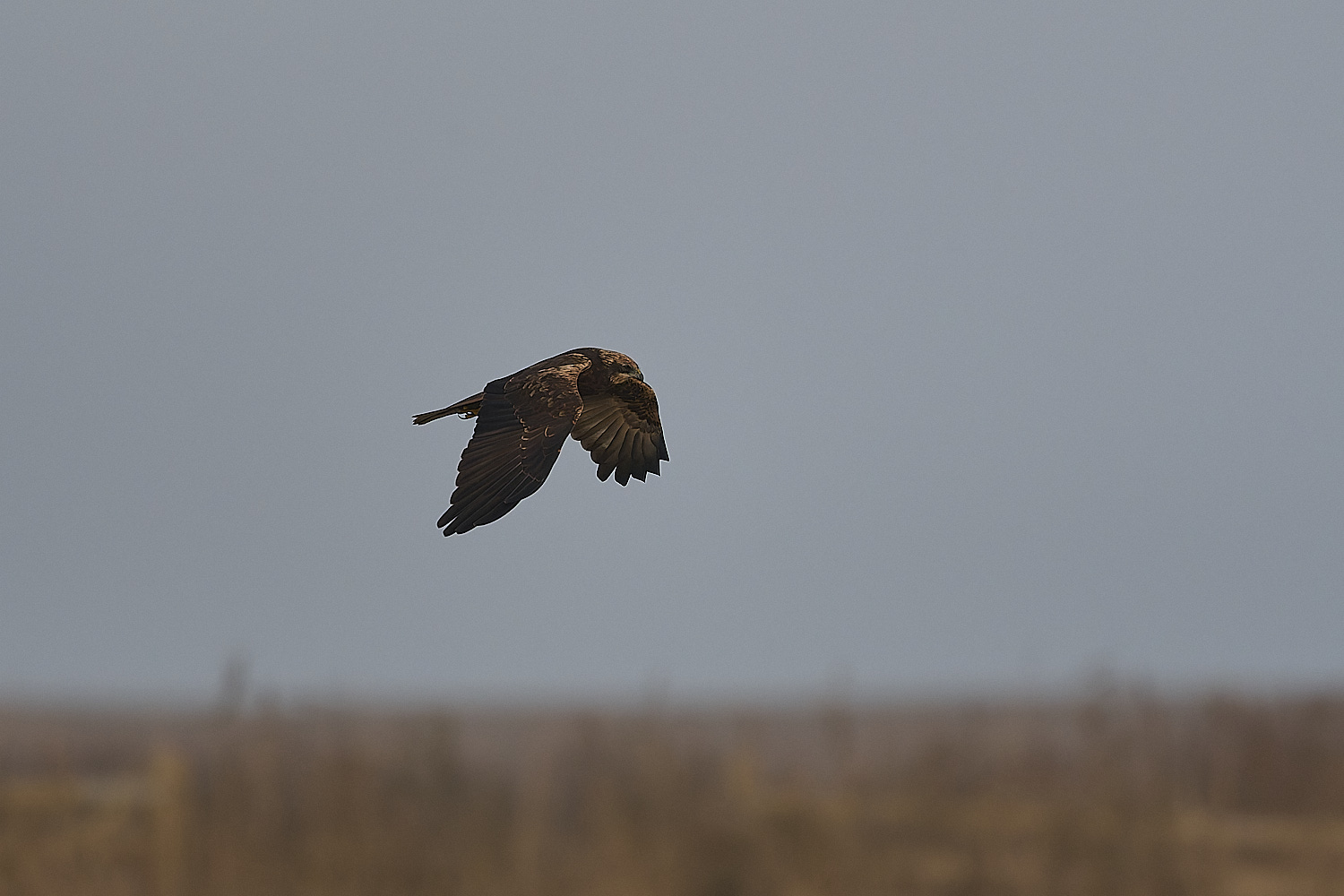 CleyMarshHarrier041224-2