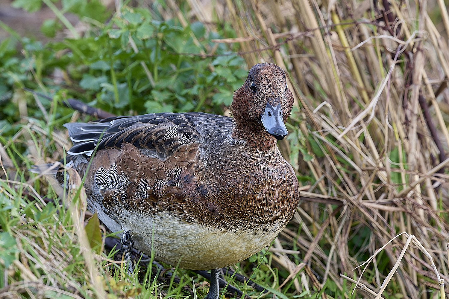 CleyWigeon041224-1