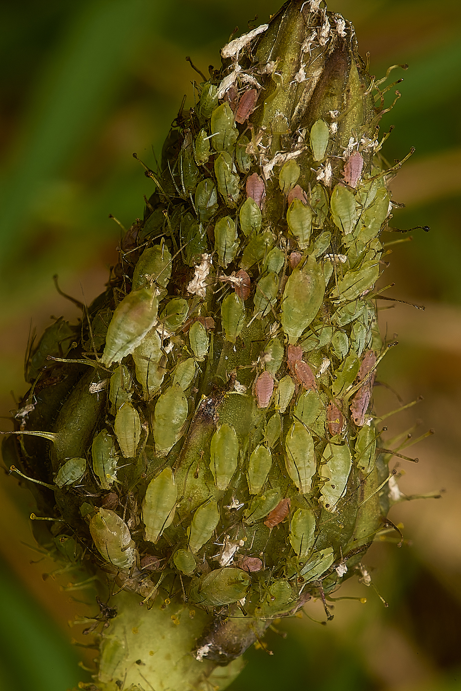 Cook&#39;sFarmWoodlandAphids230924-2