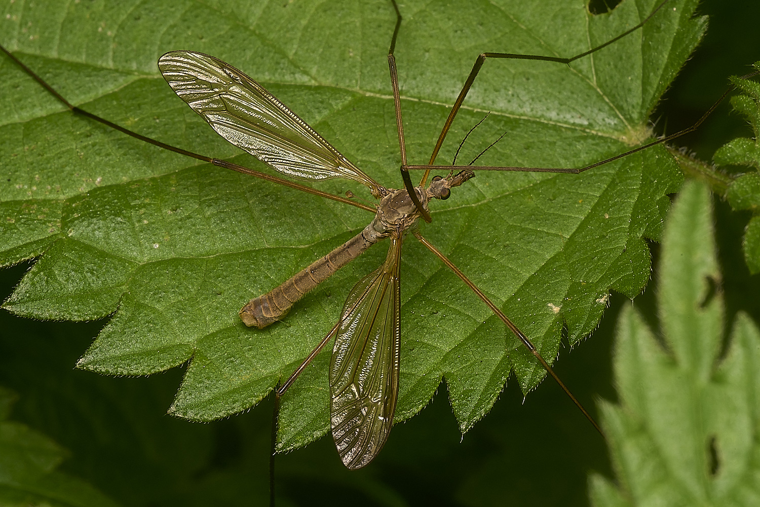 Cook&#39;sFarmWoodlandCranefly230924-1