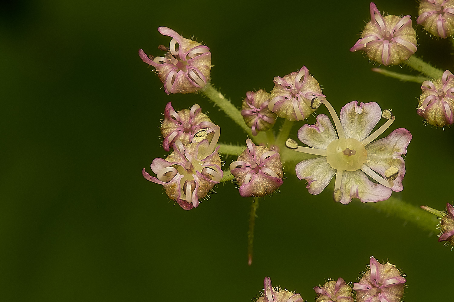 Cook&#39;sFarmWoodlandHedgeParsley230924-1