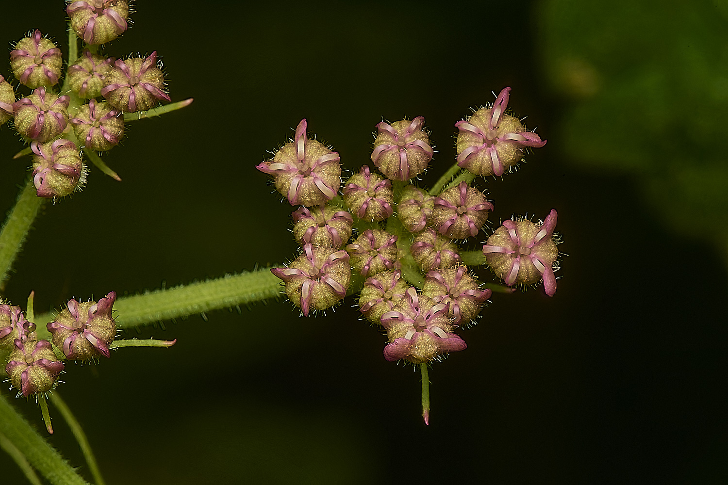 Cook&#39;sFarmWoodlandHedgeParsley230924-2