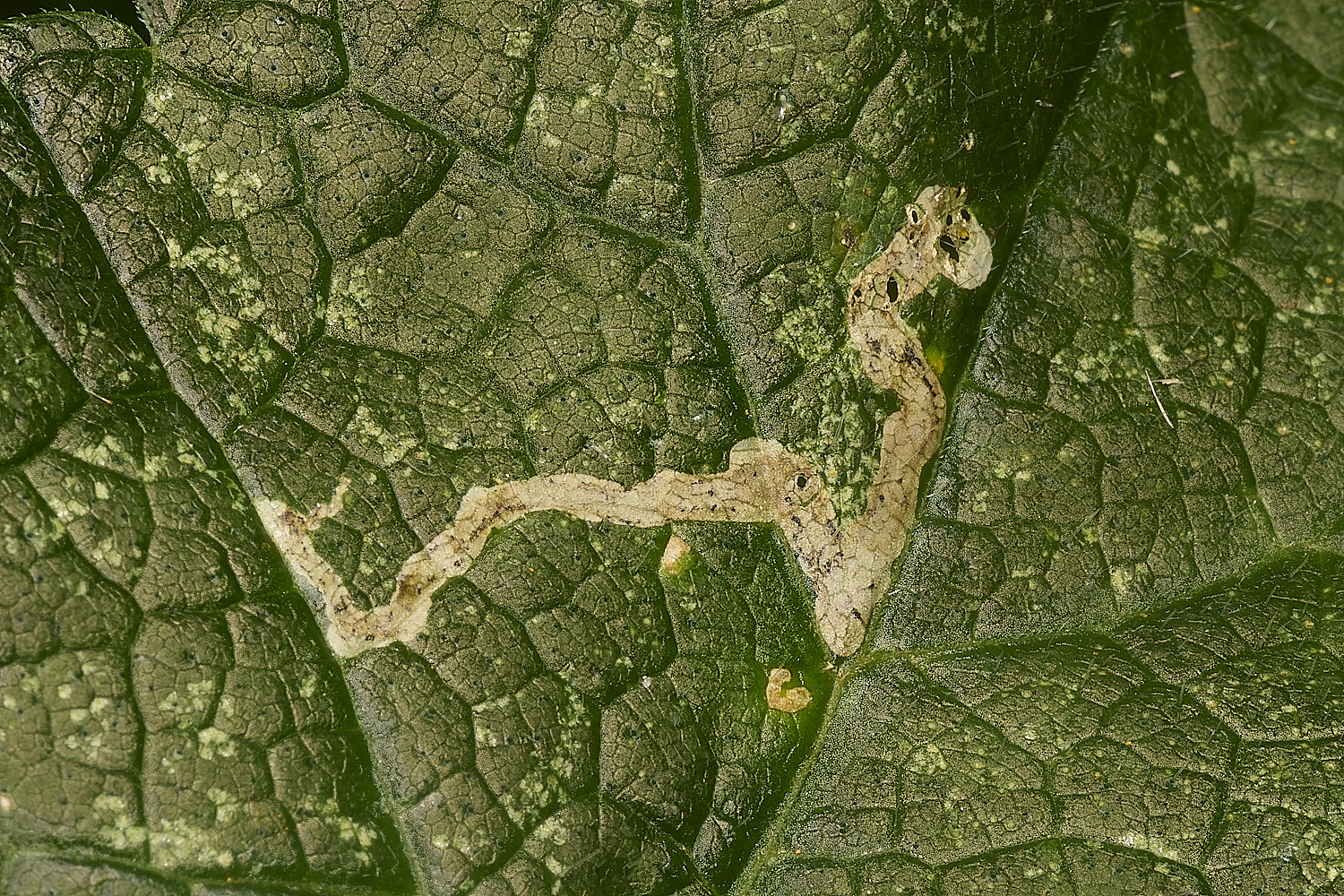 Cook&#39;sFarmWoodlandHogweedMine230924-1