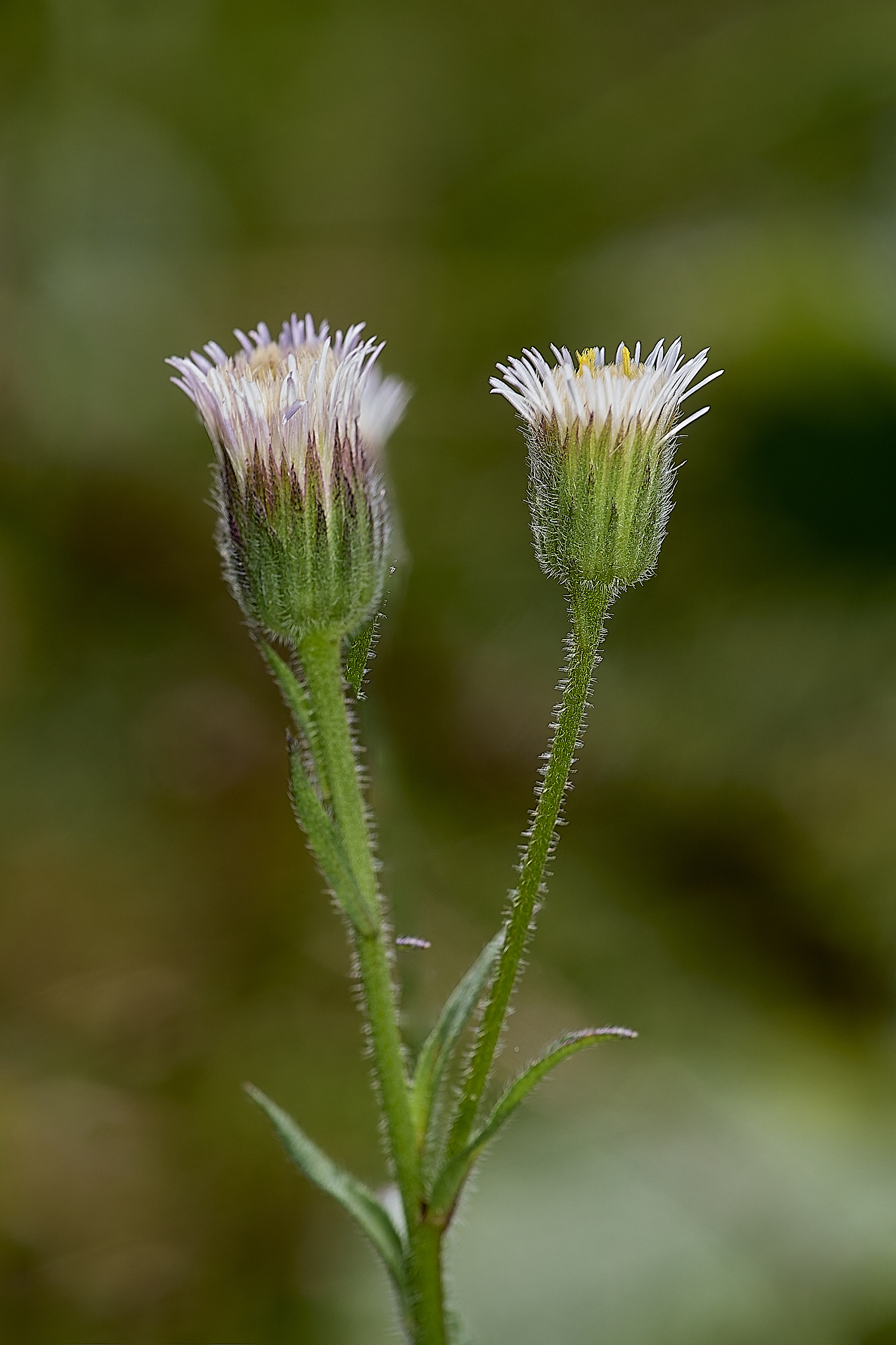 CranwichHeathBlueFleabane140824-1