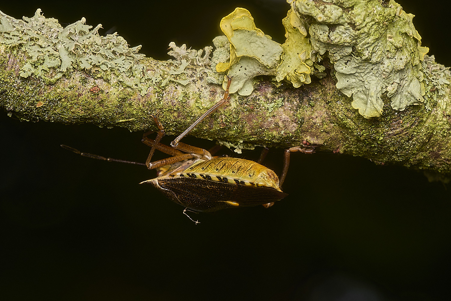 CranwichHeathBronzeShieldbug140824-3