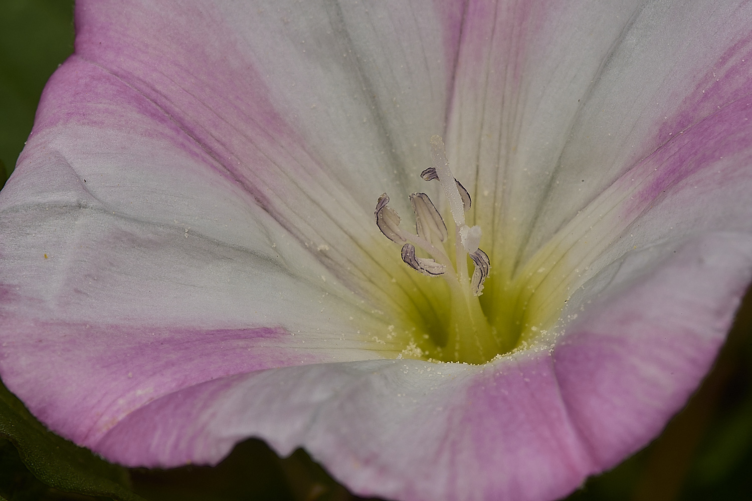 CranwichHeathFieldConvolvulus140824-2