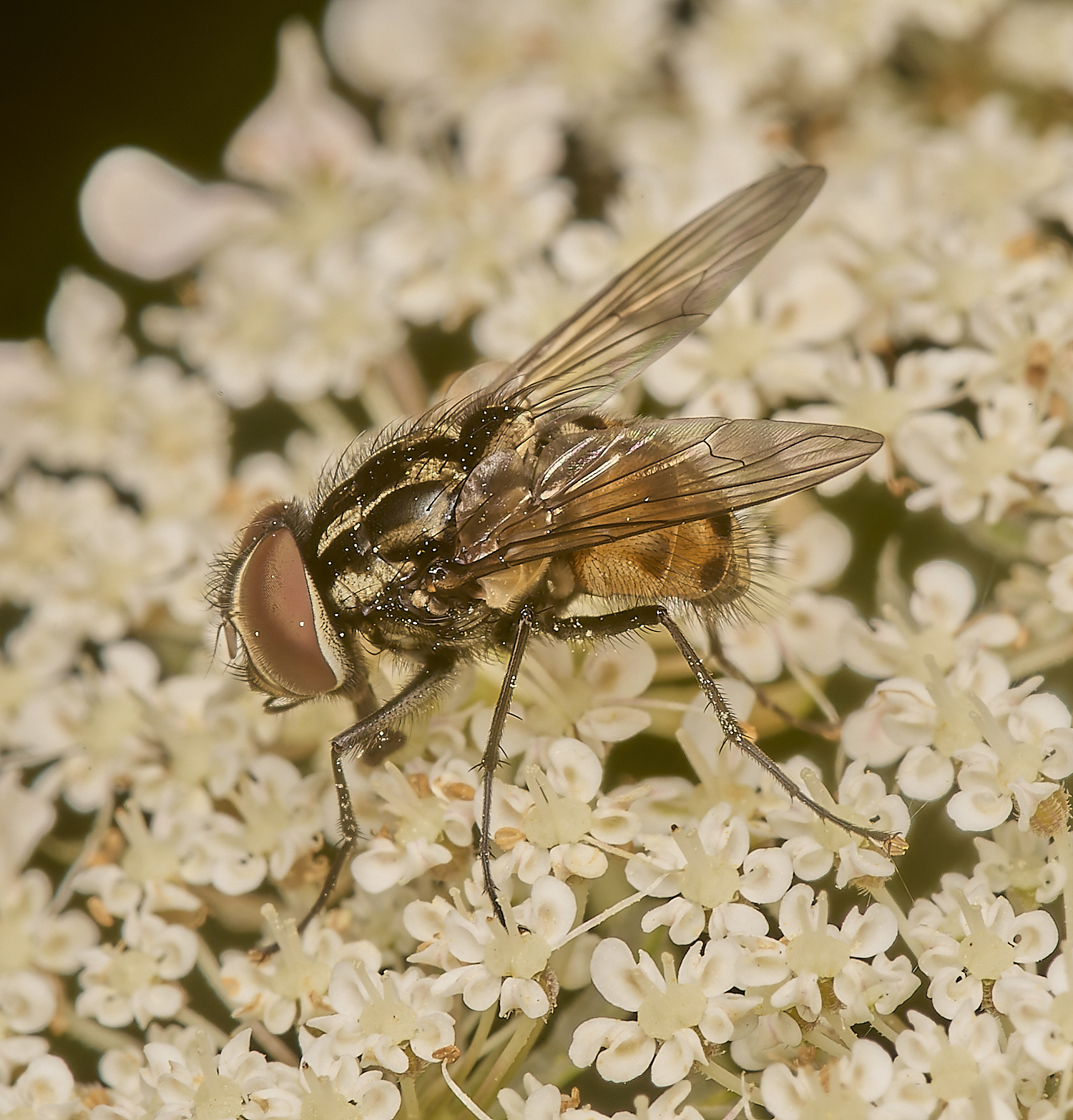 CranwichHeathFlySp140824-2