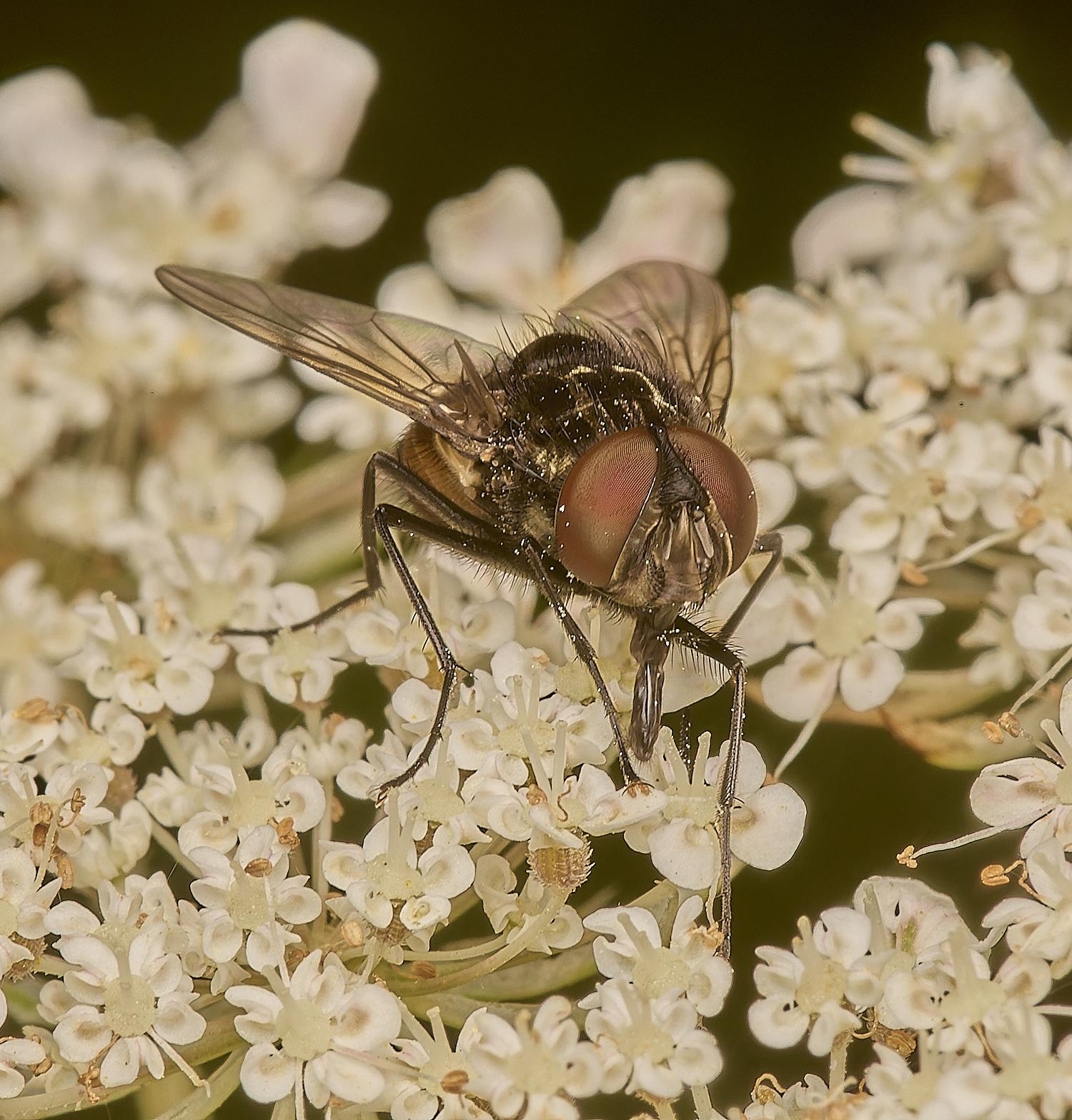 CranwichHeathFlySp140824-4