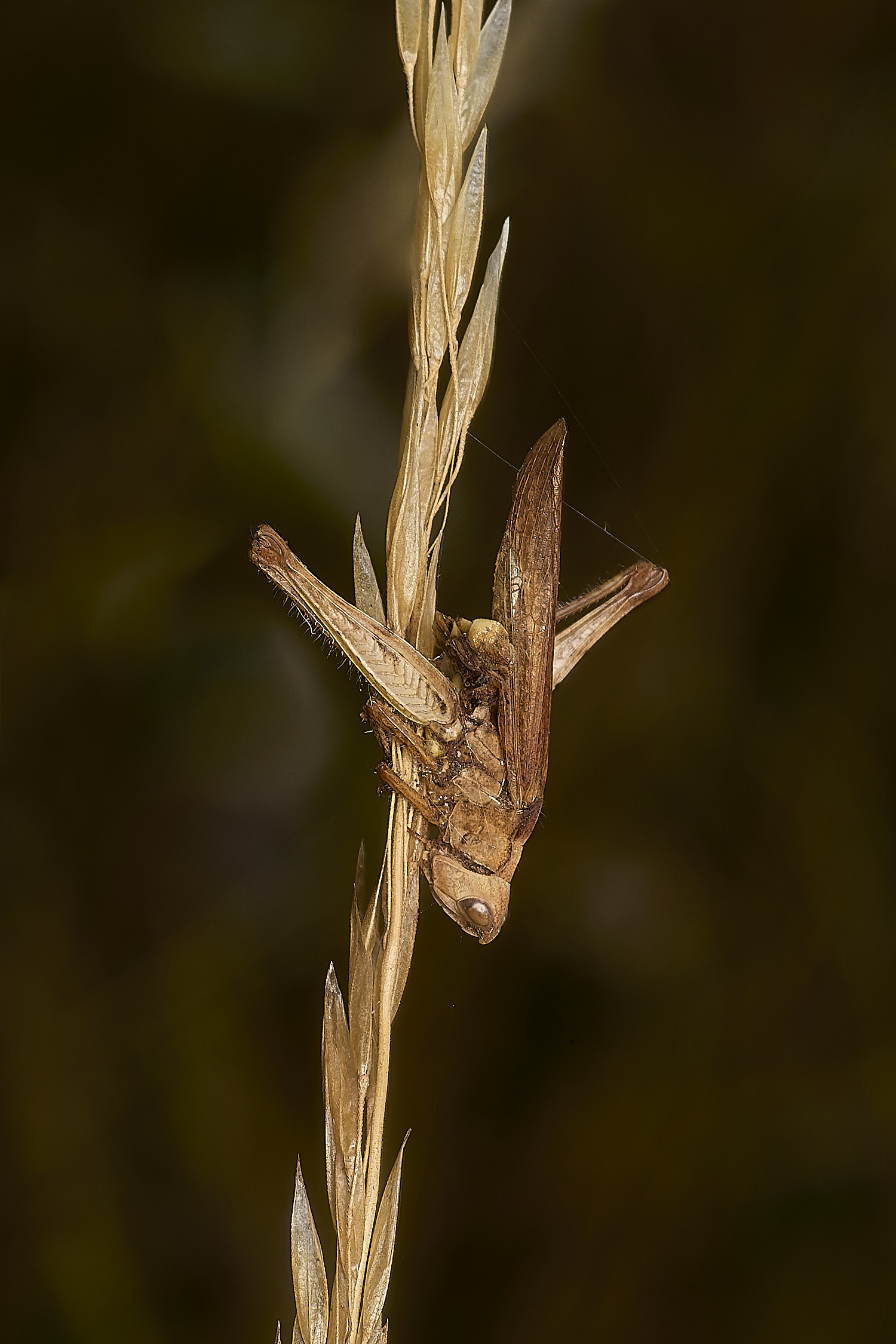 CranwichHeathFungusInsect140824-1