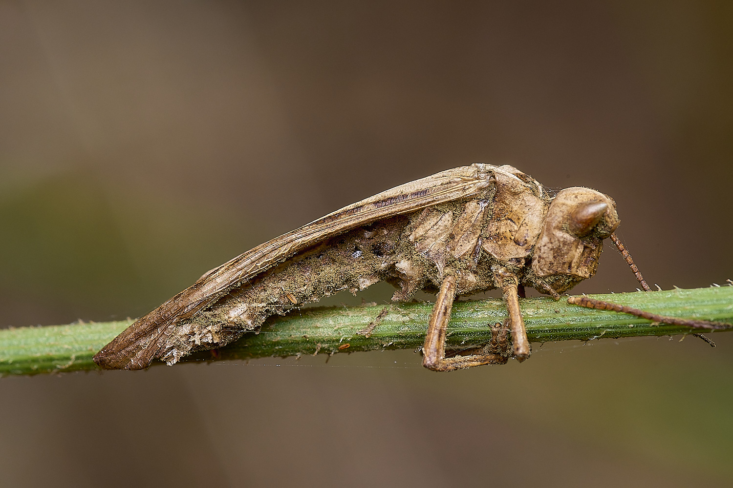 CranwichHeathFungusInsect140824-3