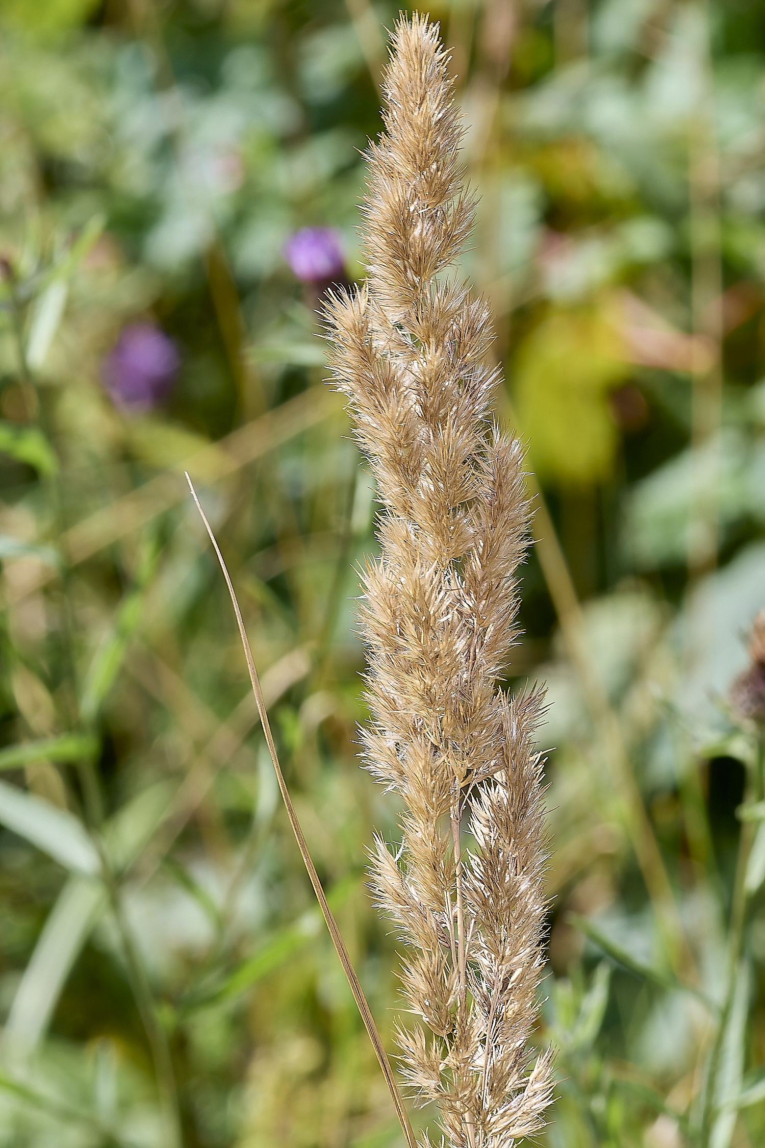 CranwichHeathGrass140824-2