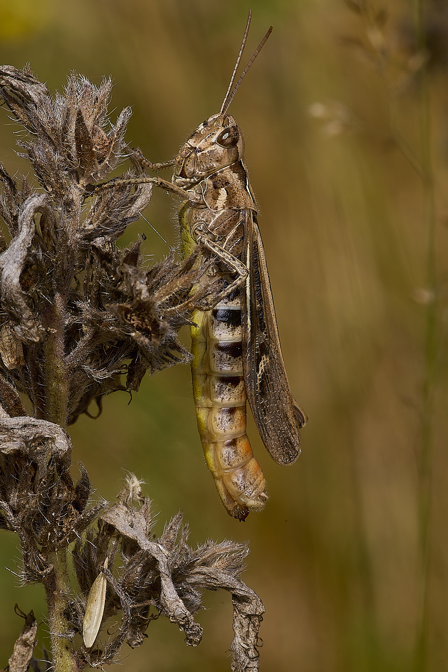 CranwichHeathGrasshopper140824-1