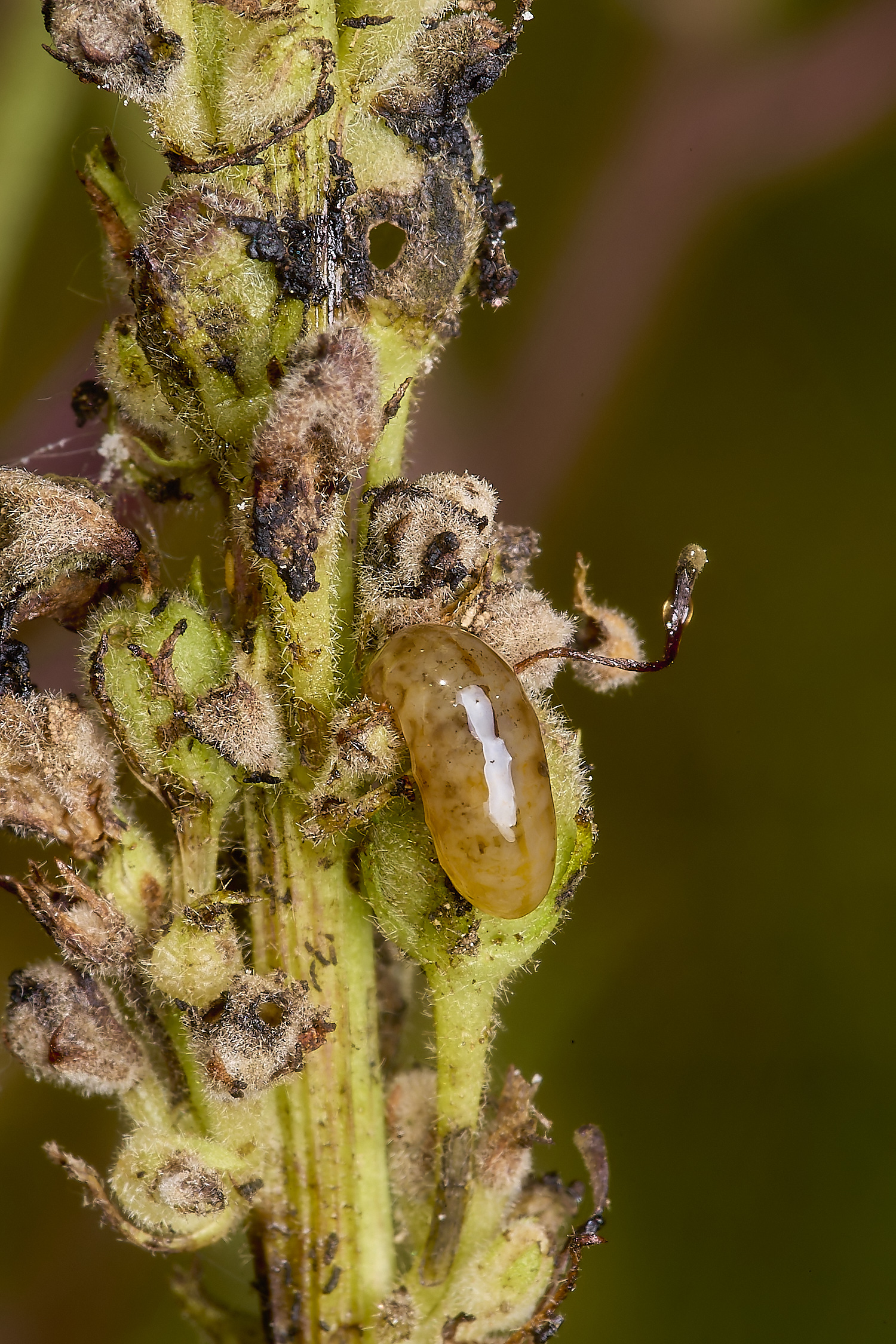 CranwichHeathMaggot140824-1