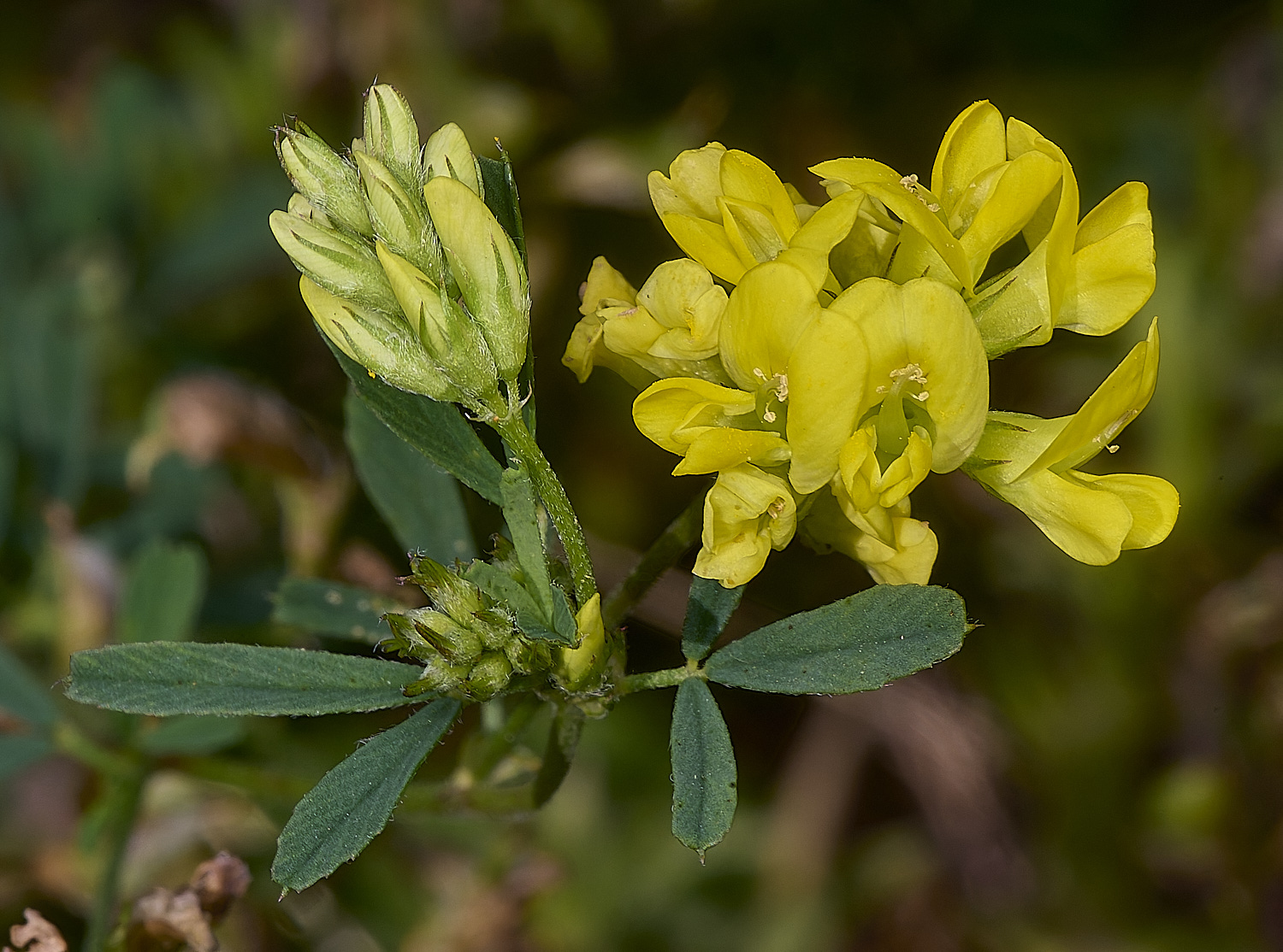 CranwichHeathSandLucerne140824-2