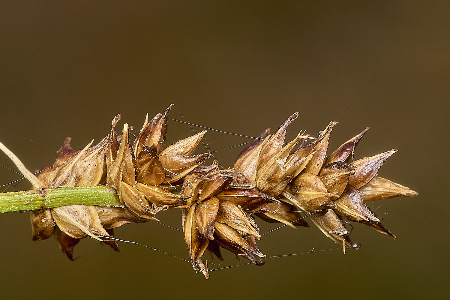 CranwichHeathSedge140824-1