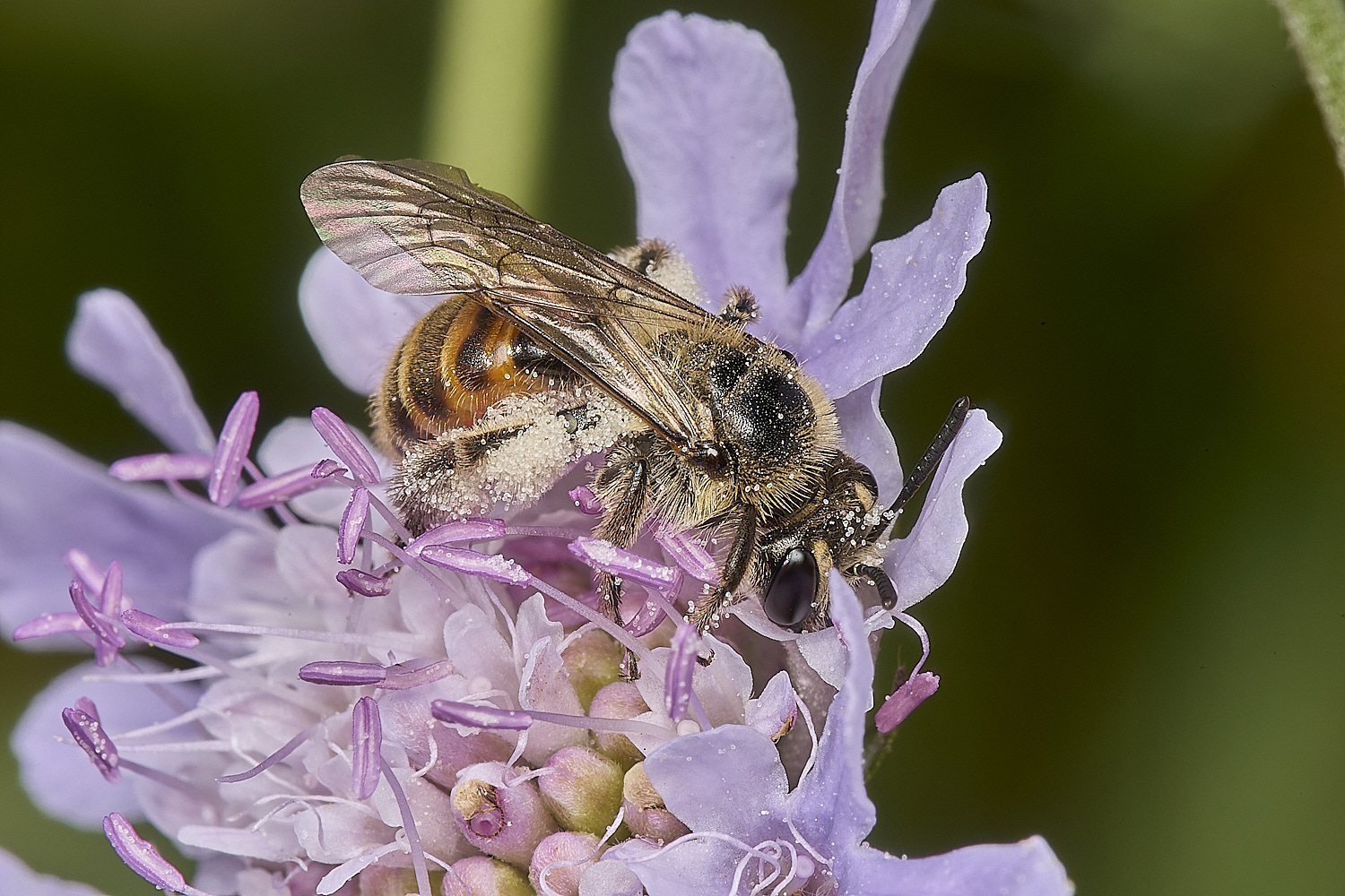 CranwichHeathSmallScabiousMiningBee140824-3