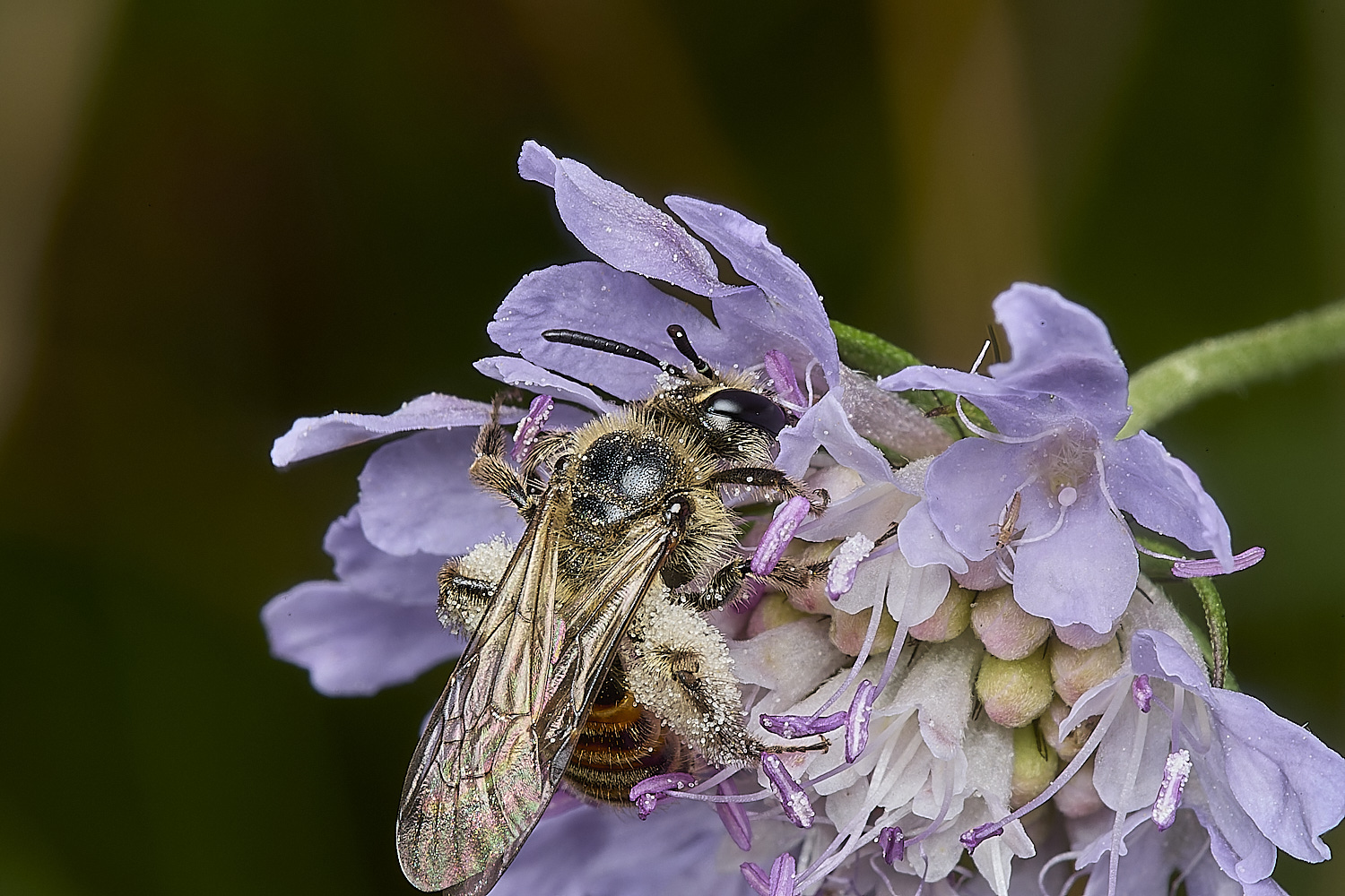 CranwichHeathSmallScabiousMiningBee140824-4