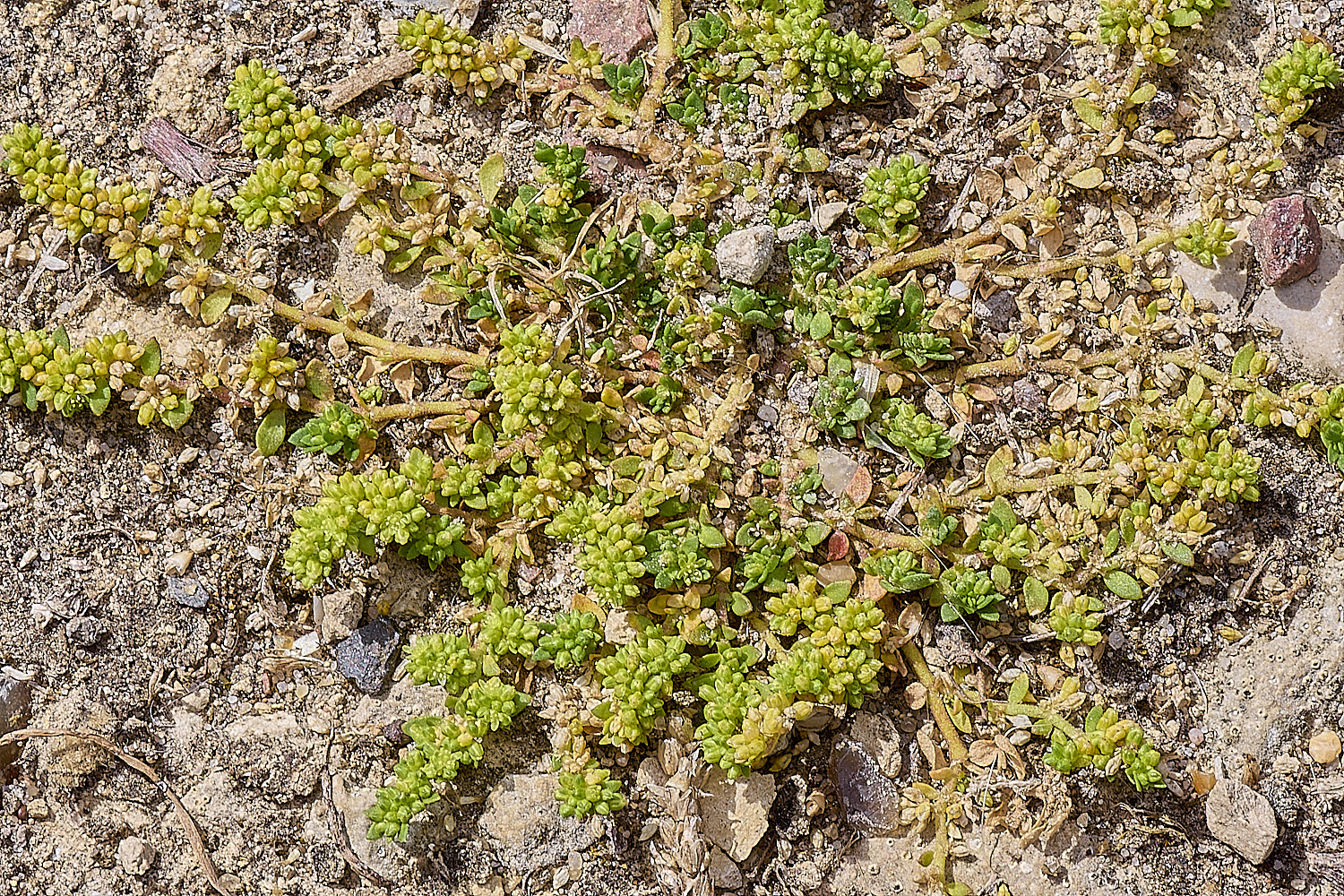 CranwichHeathSmoothRupturwort40824-1