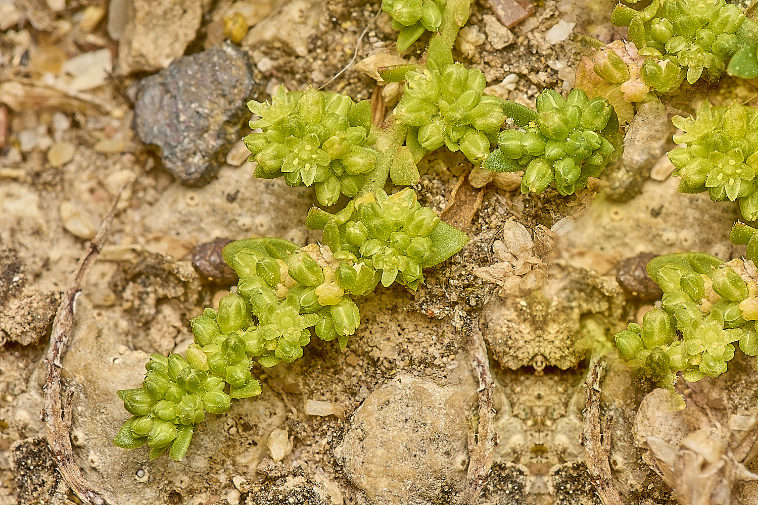 CranwichHeathSmoothRupturwort40824-2