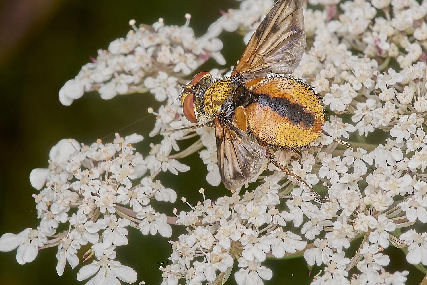 CranwichHeathTachinid140824-