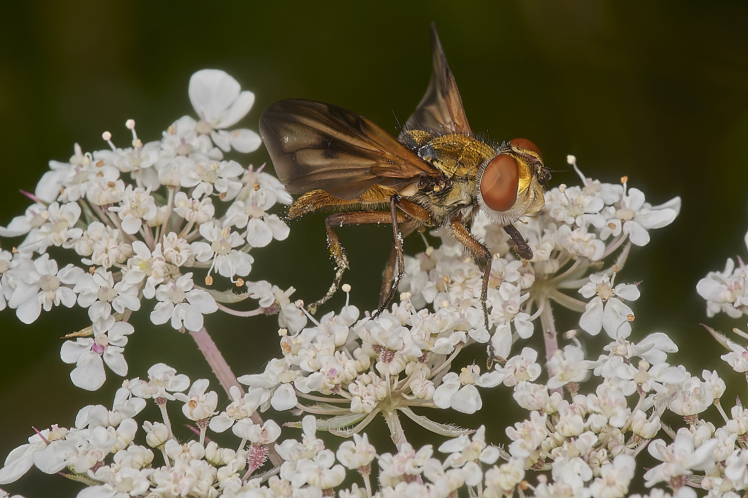 CranwichHeathTachinid140824-2