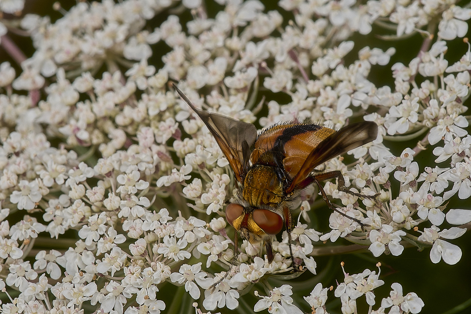 CranwichHeathTachinid140824-5