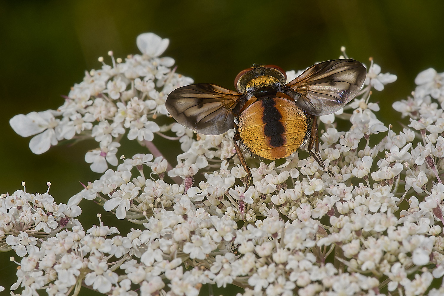 CranwichHeathTachinid140824-6