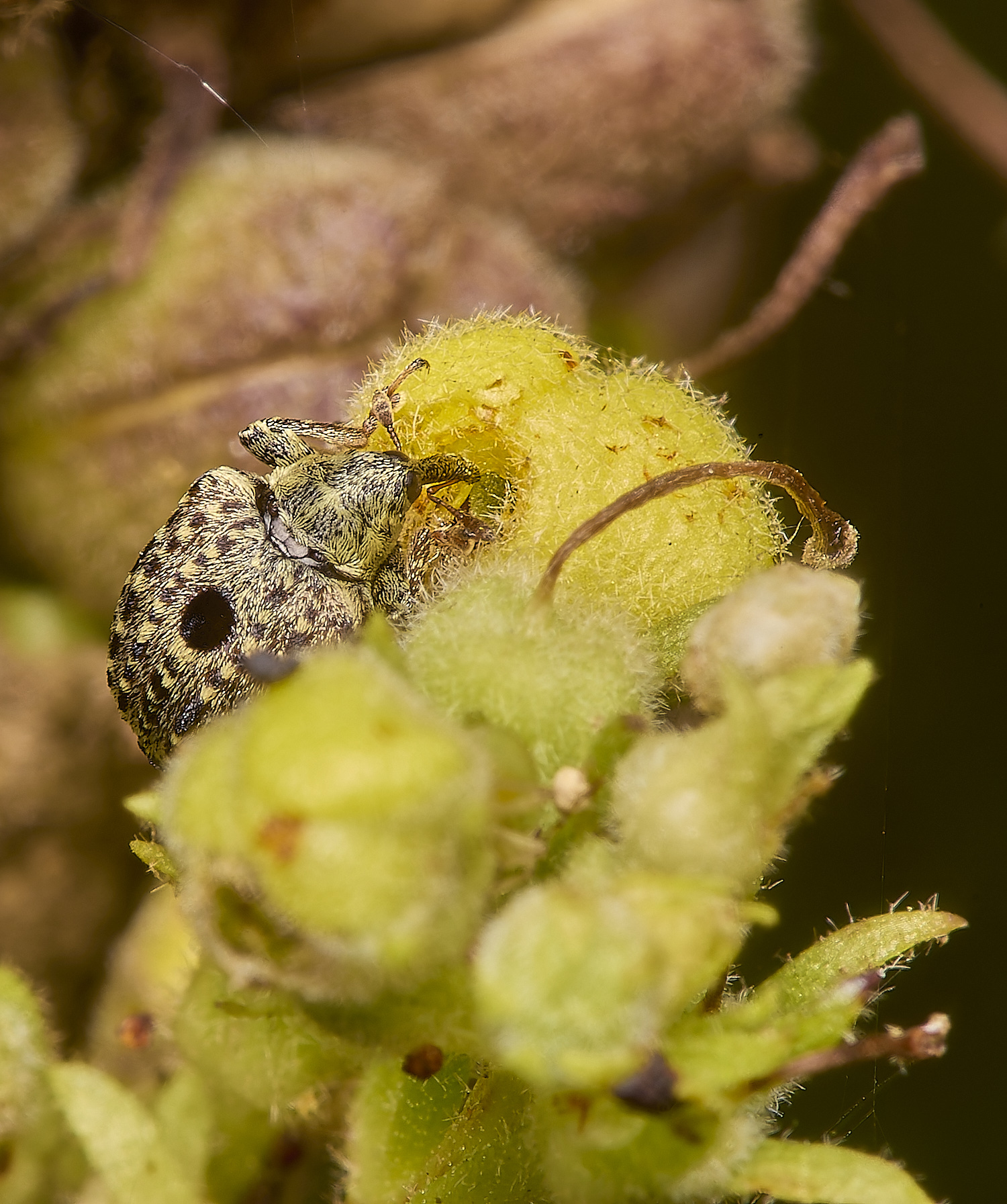 CranwichHeathWeevil140824-1