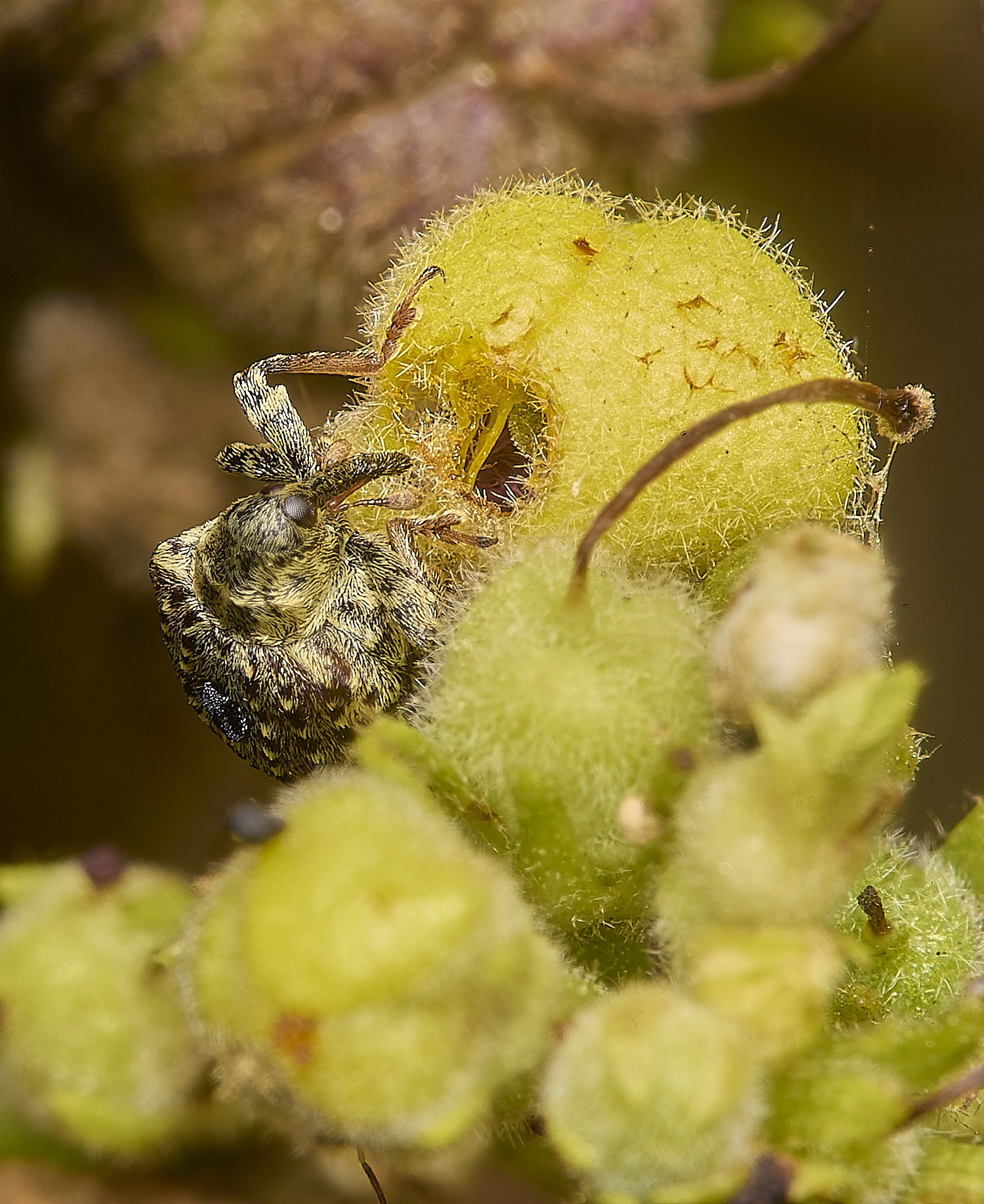 CranwichHeathWeevil140824-2