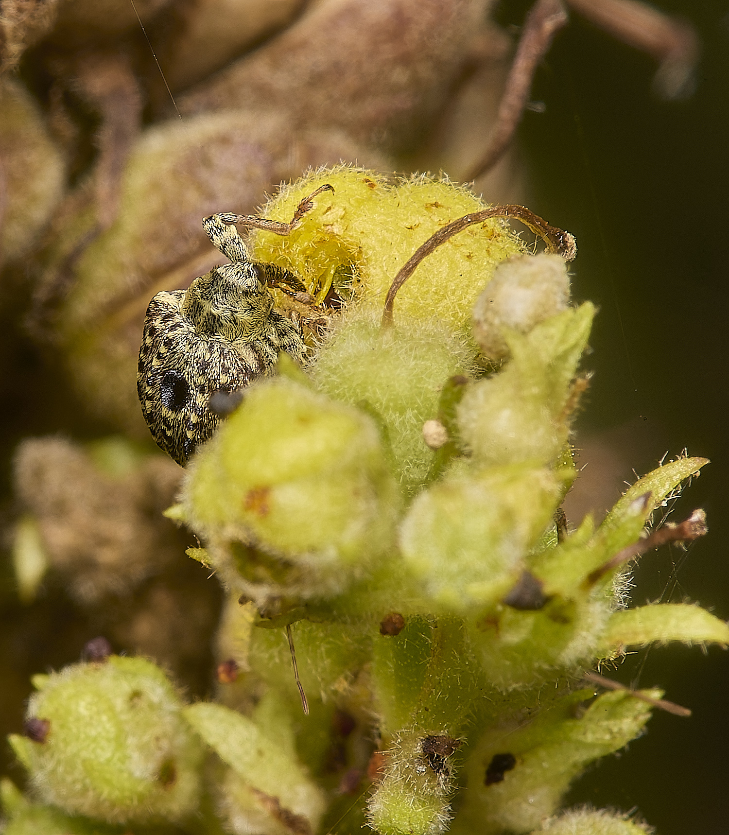 CranwichHeathWeevil140824-3