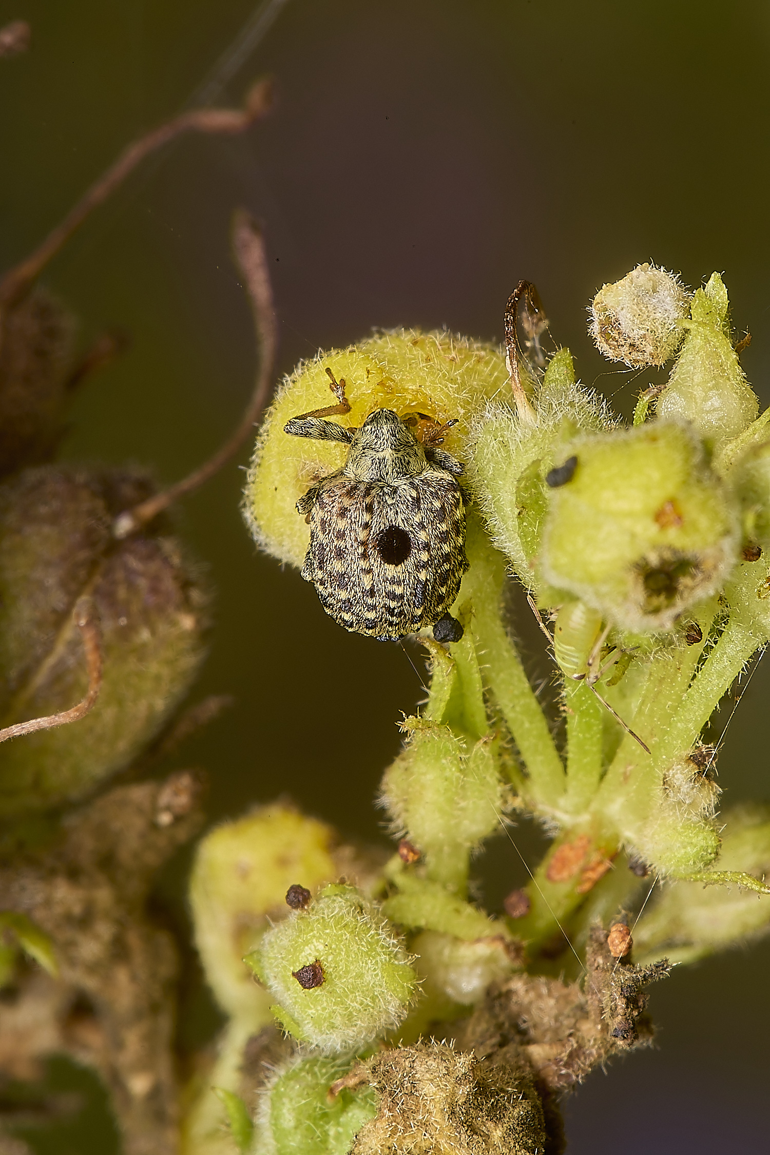 CranwichHeathWeevil140824-5