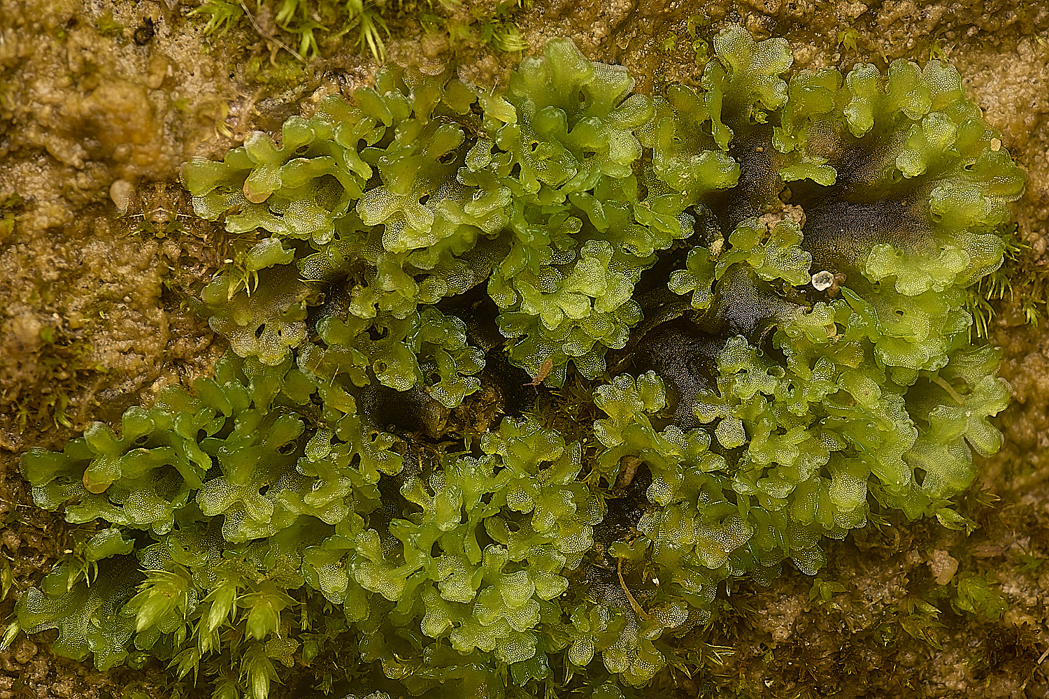 CromerCliffsPellia031124-3