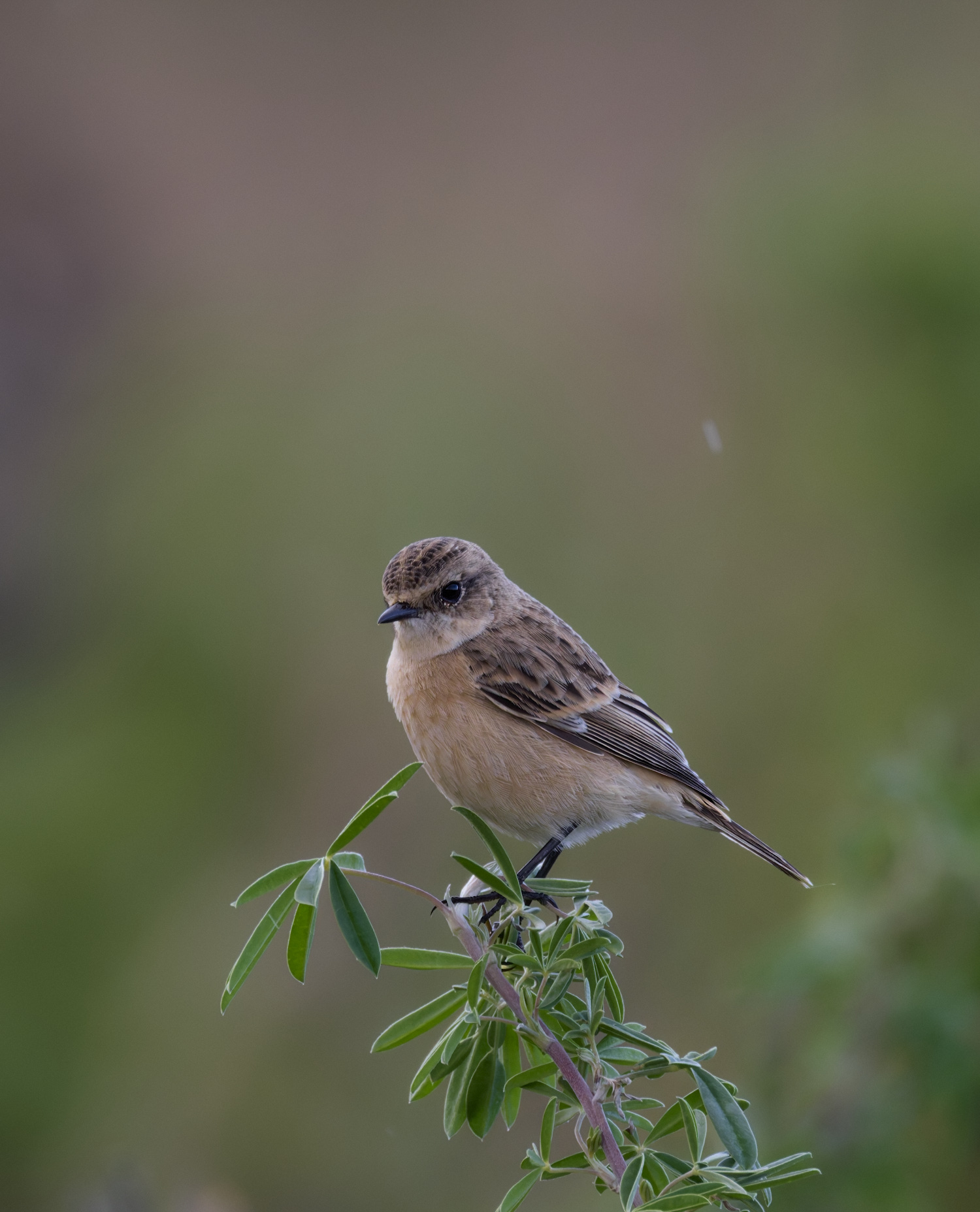 CromerEasternStonechat071024-1 2