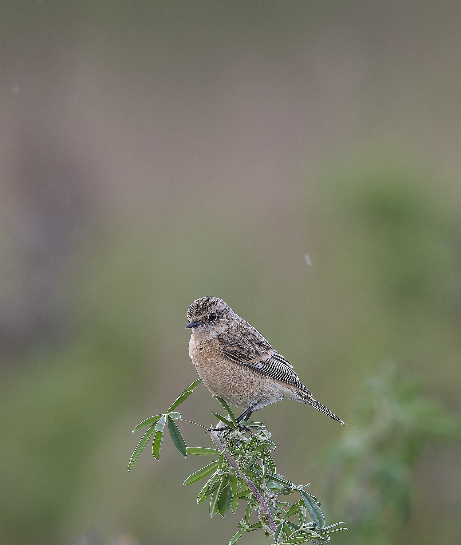 CromerEasternStonechat071024-1