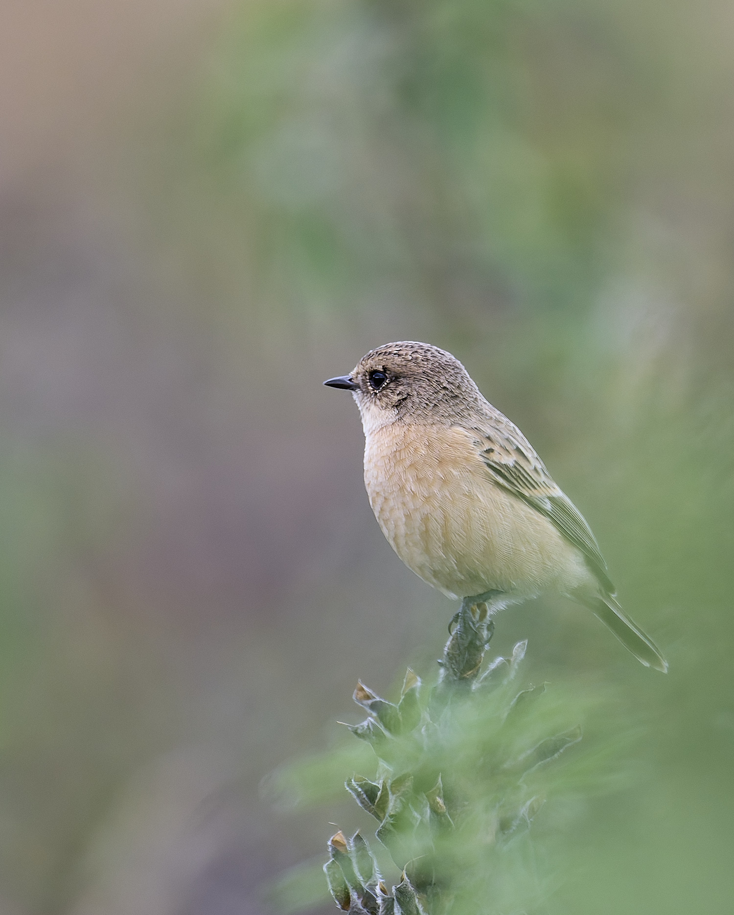 CromerEasternStonechat071024-3 1