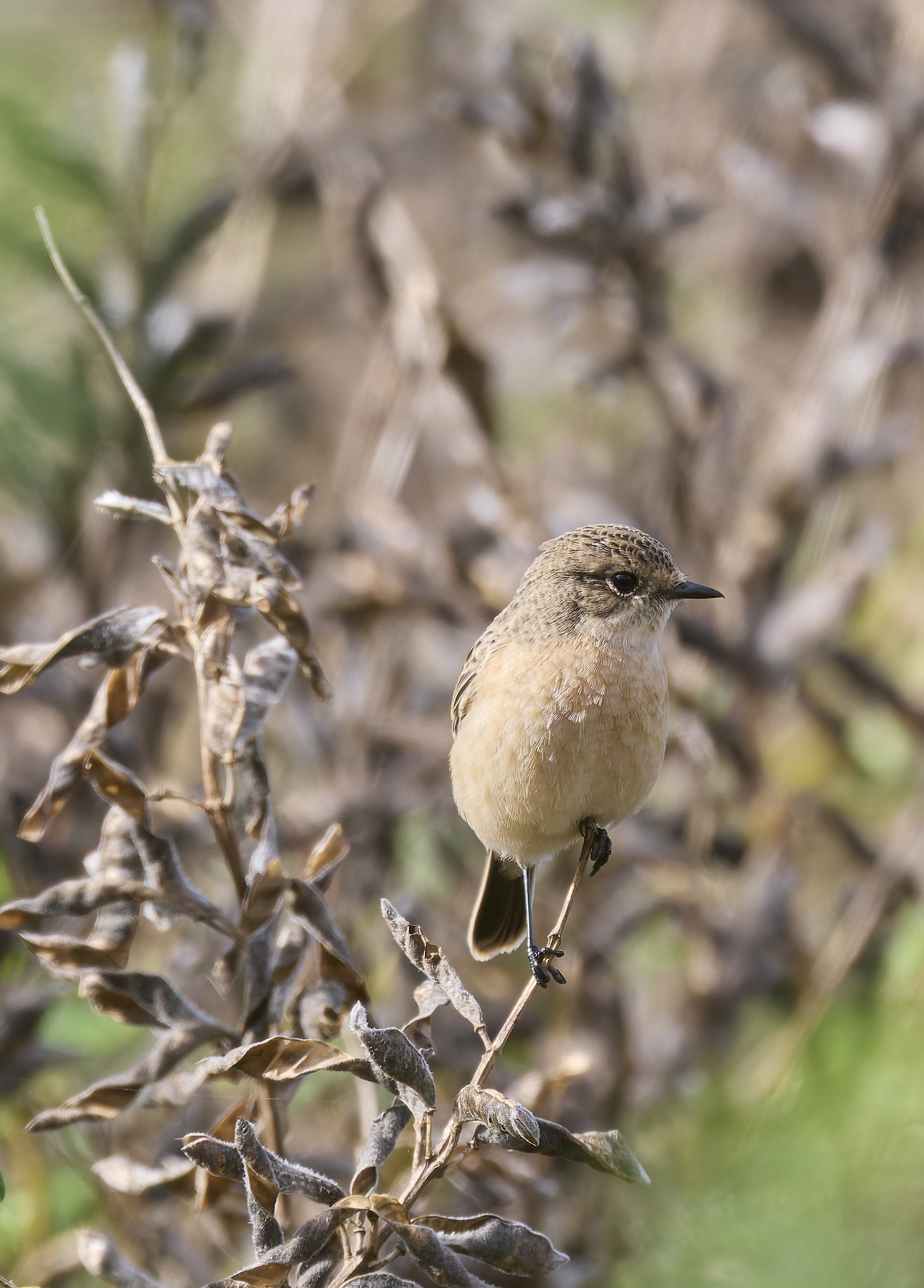 CromerEasternStonechat071024-4 1