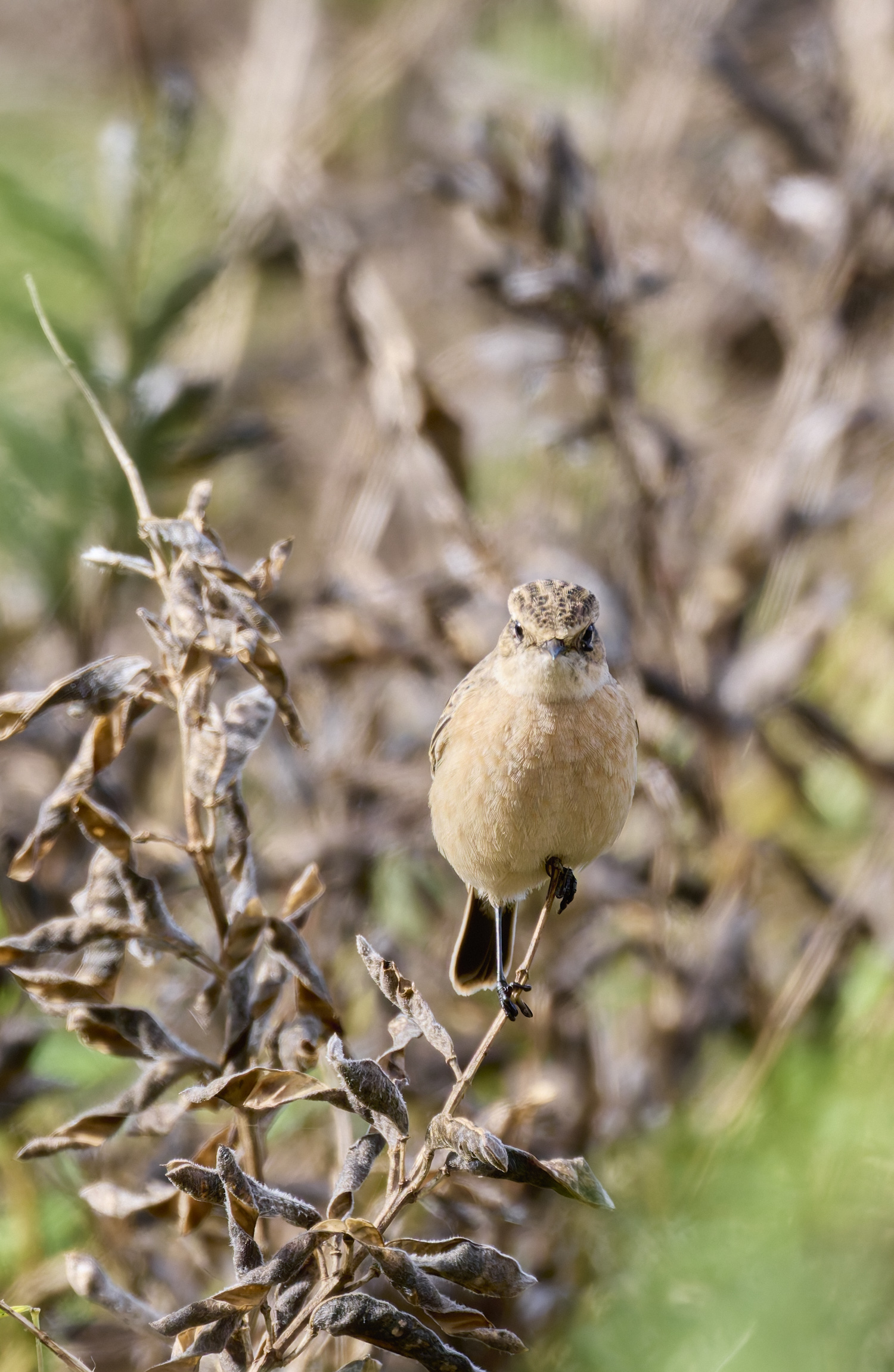 CromerEasternStonechat071024-5 1