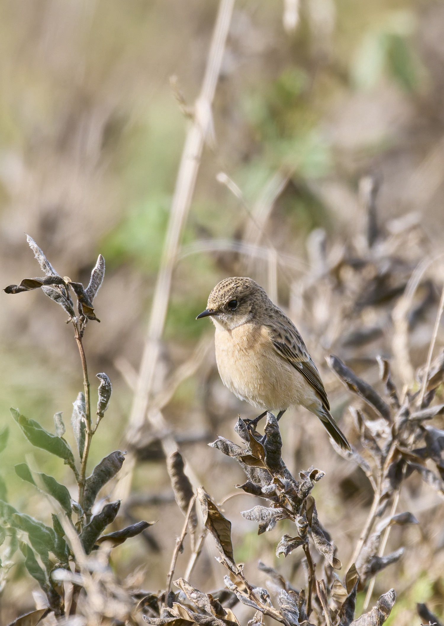 CromerEasternStonechat071024-6 1