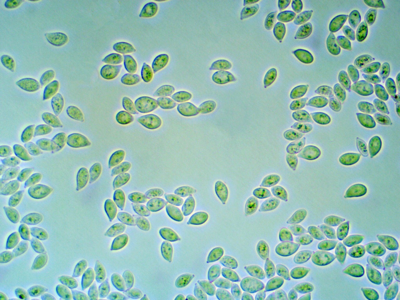 Cylindrobasidium evolvens spores