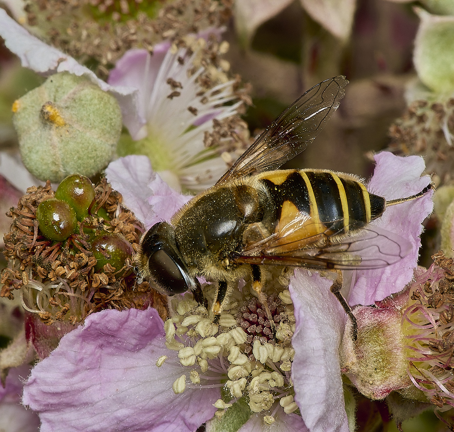 DarshamEristalis240724-1 1