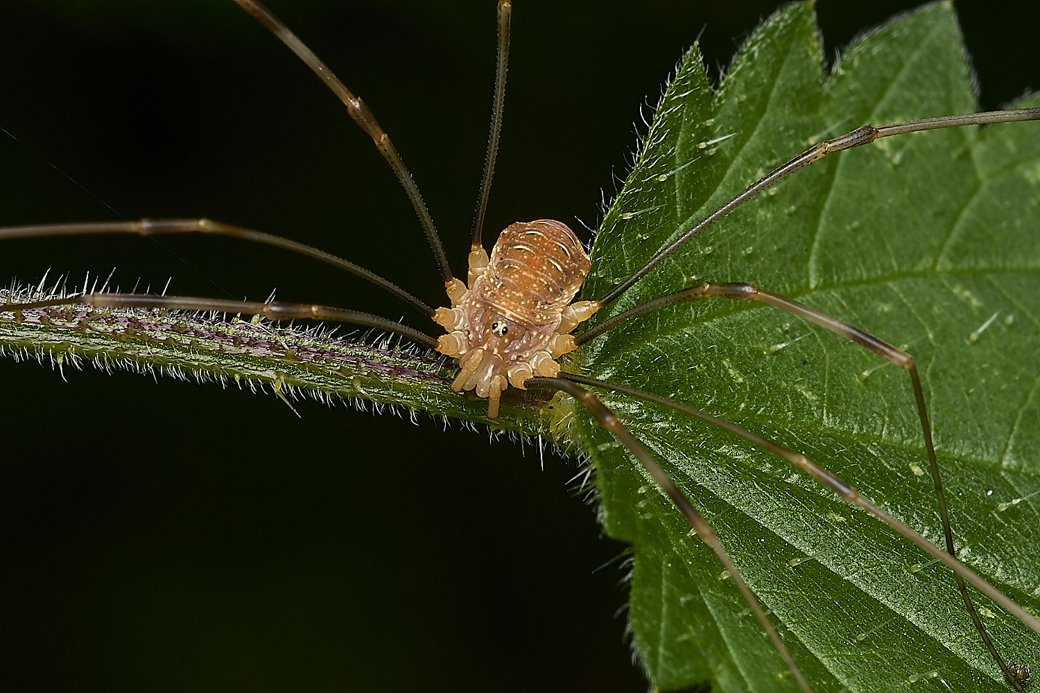 DarshamHarvestmen240724-2