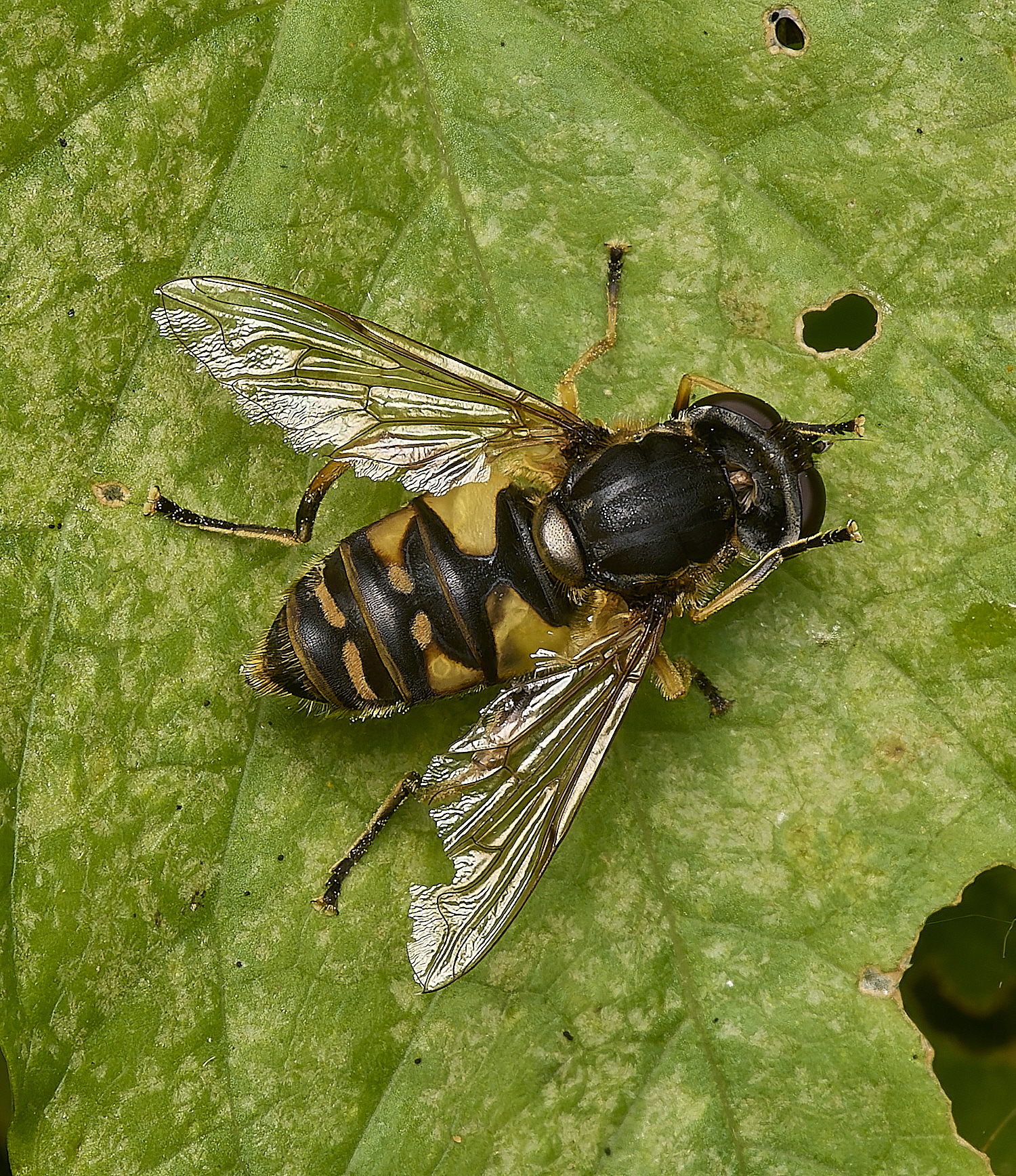 DarshamHelophilus240724-1