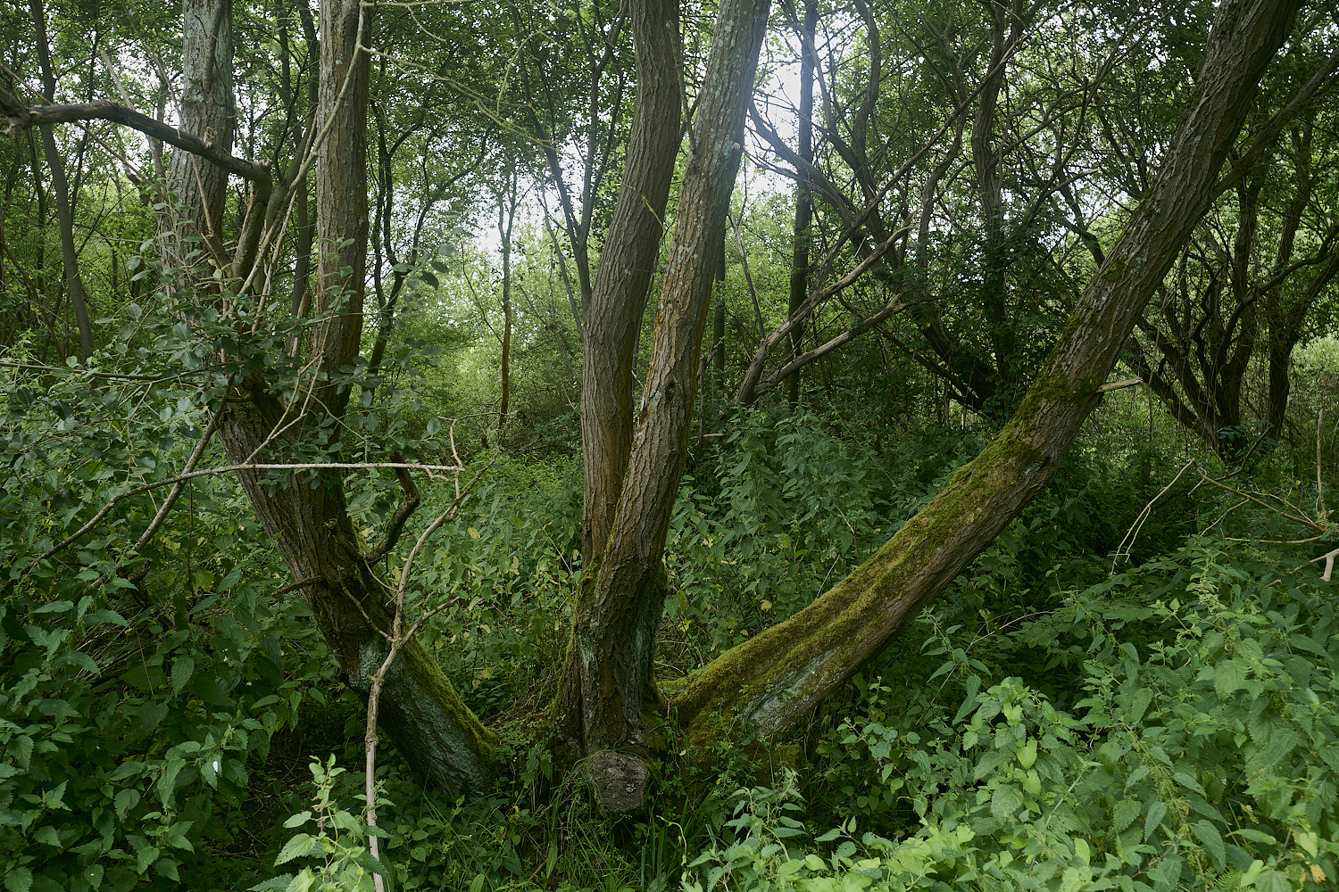 DarshamMarshes240724-1