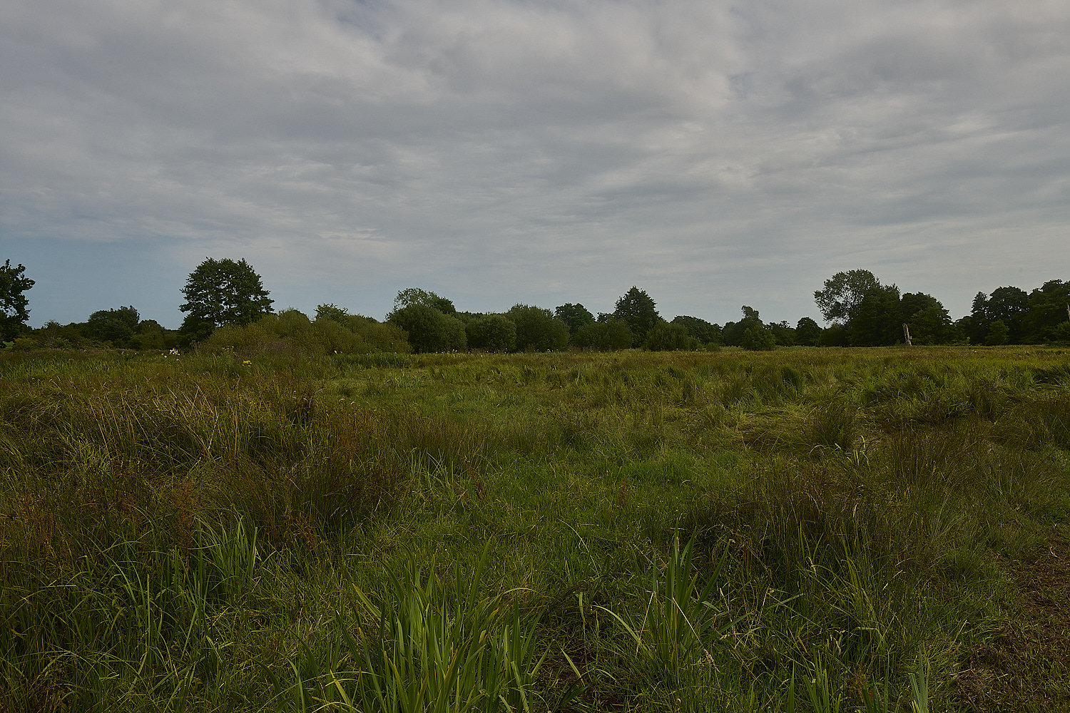 DarshamMarshes240724-3