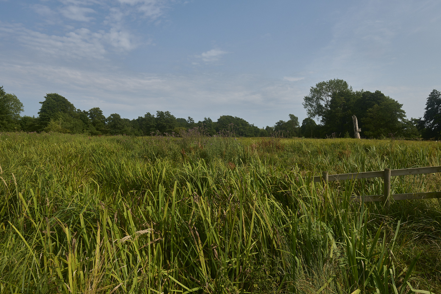 DarshamMarshes240724-6