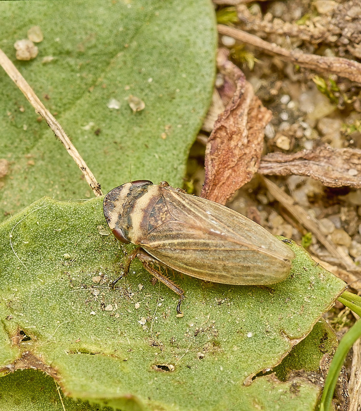 DarshamMarshesFroghopper240724-1