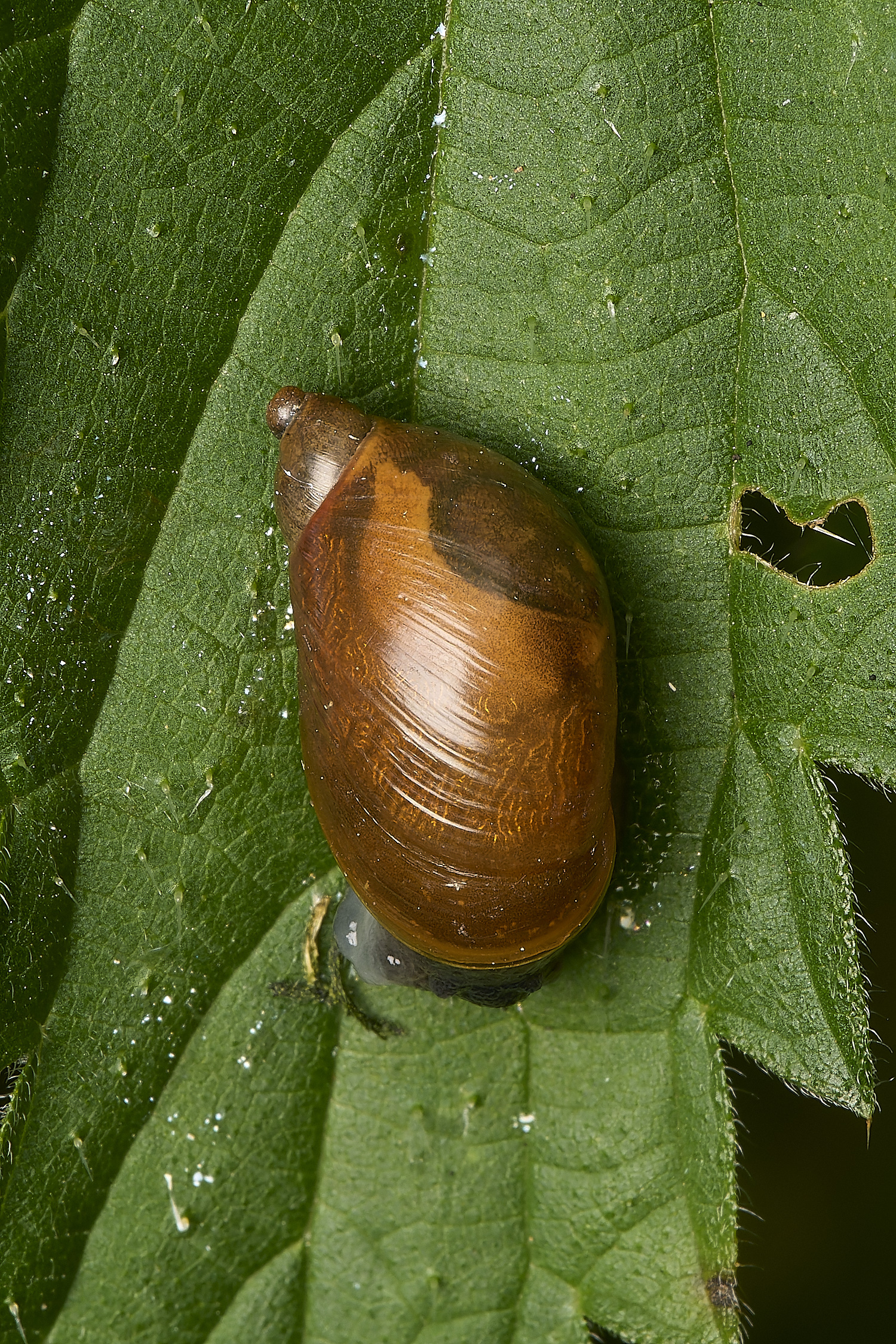 DarshamSnail240724-1