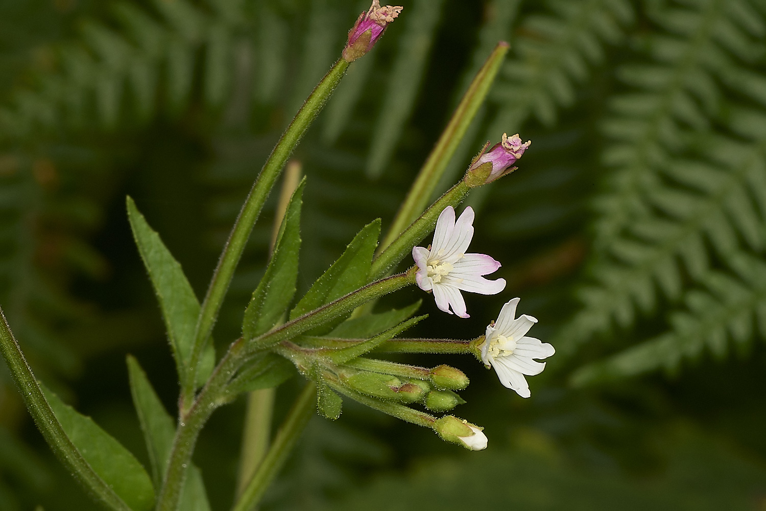 DarshamWillowHerb240724-1