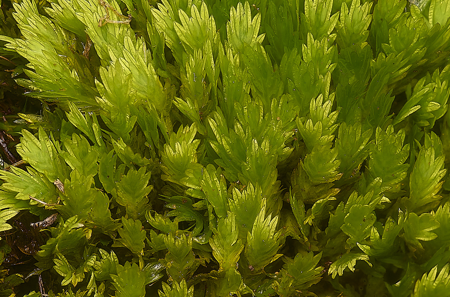 DeepDaleFissidens121124-1